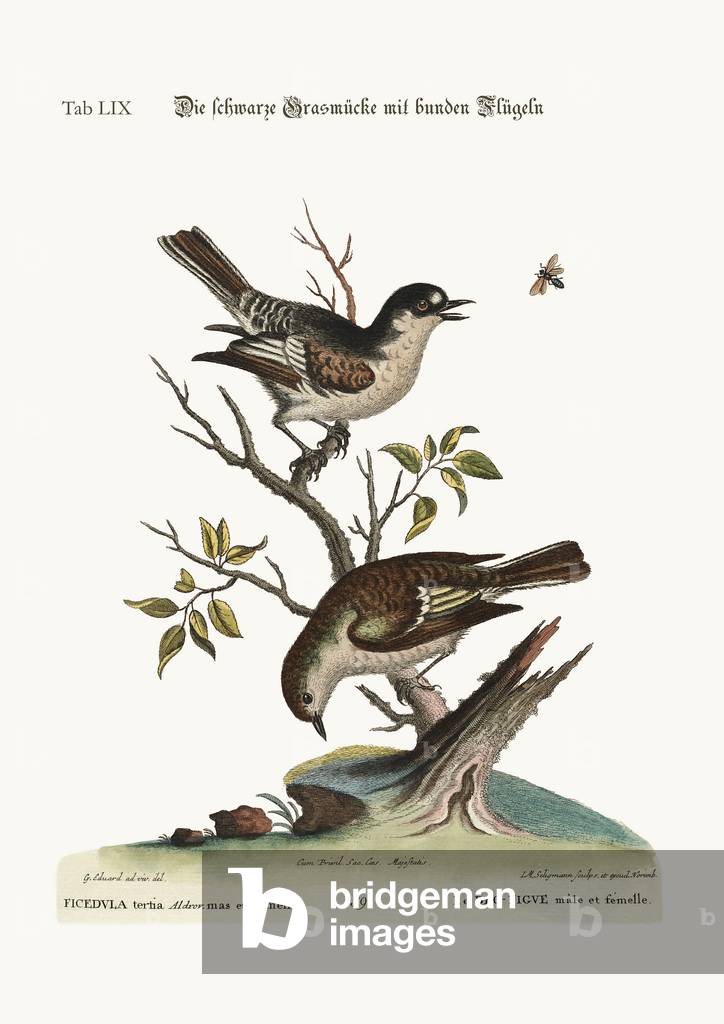 The Cock Cold Finch. The Hen Cold Finch, 1749-73 (coloured engraving)