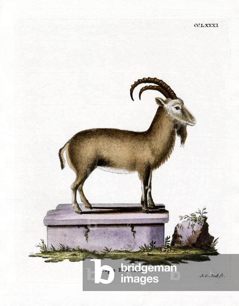 Alpine Ibex (coloured engraving)