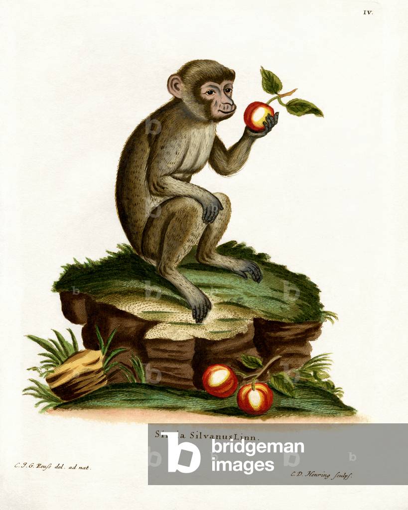 Common Macaque (coloured engraving)