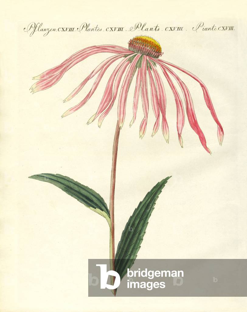 Ornamental plants (coloured engraving)