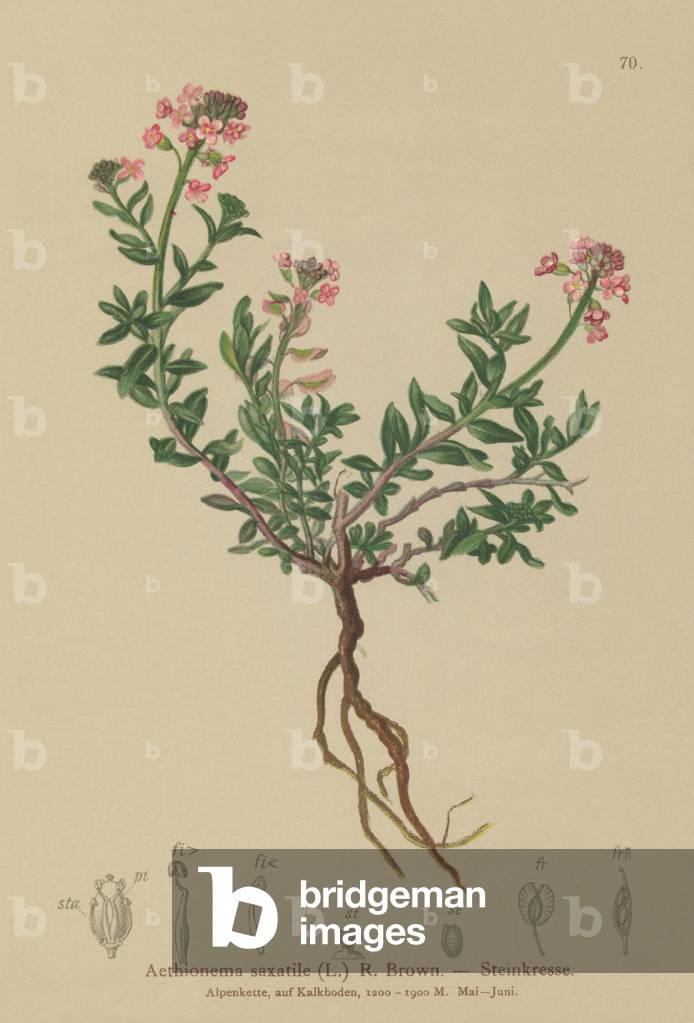 Burnt Candytuft (Aethionema saxatile, Thlaspi saxatile) (colour litho)