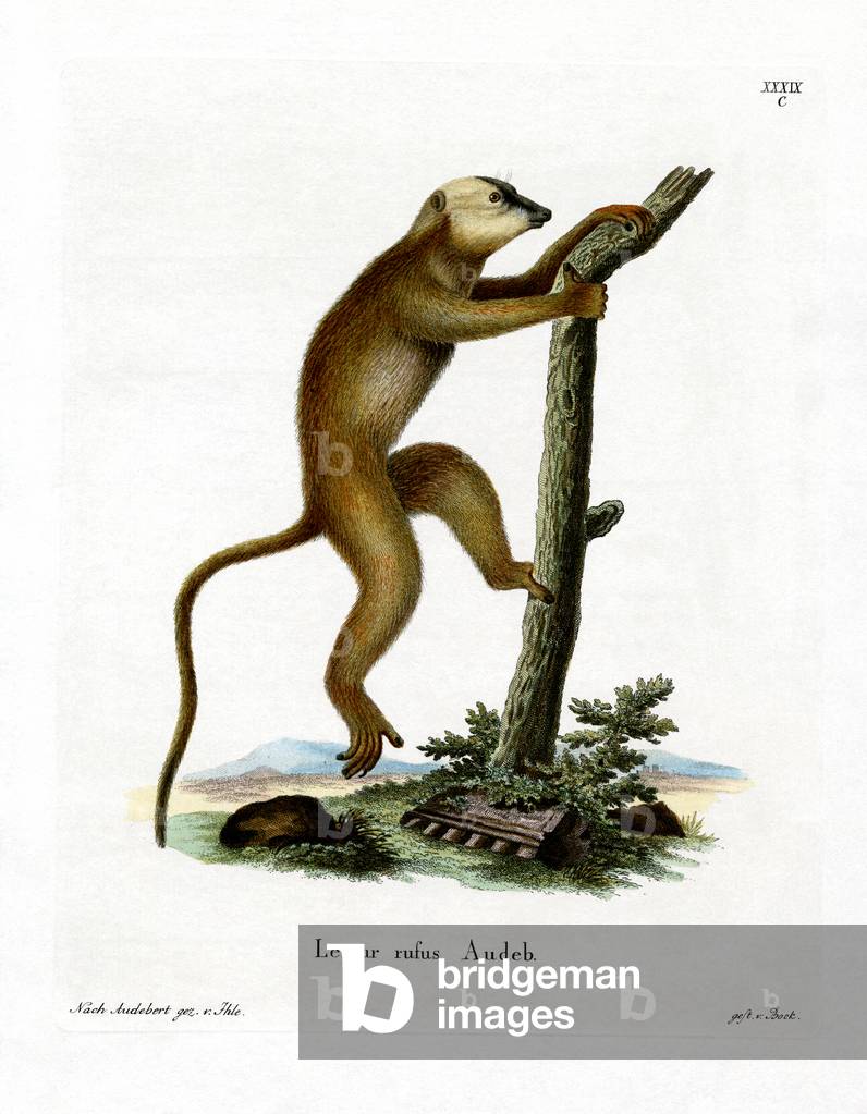 Red Lemur (coloured engraving)