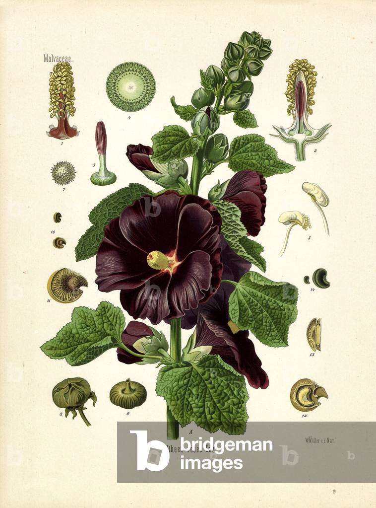 Garden Mallow (colour litho)