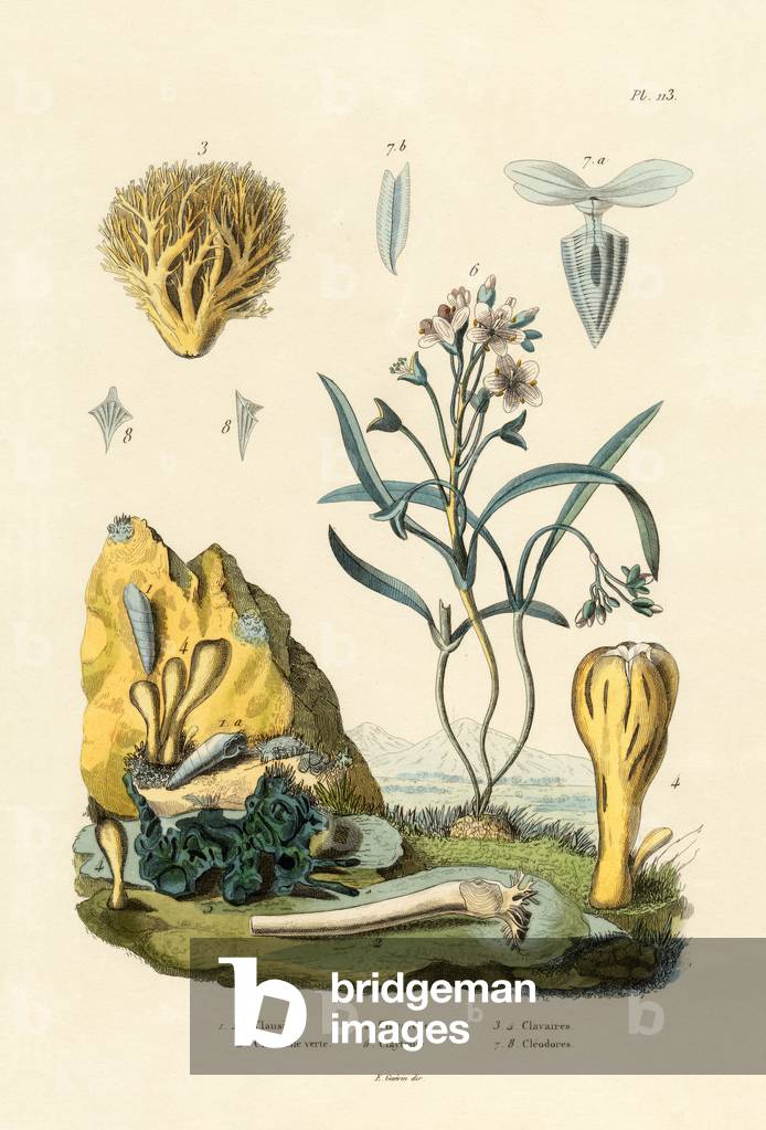 Door Snail, 1833-39 (coloured engraving)