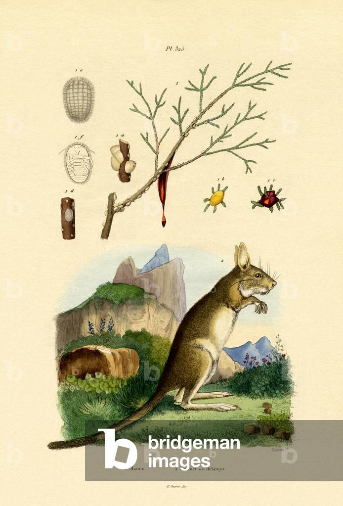 Honeydew, 1833-39 (coloured engraving)