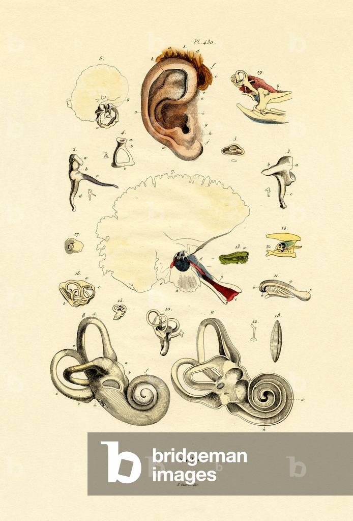 Ear, 1833-39 (engraving)