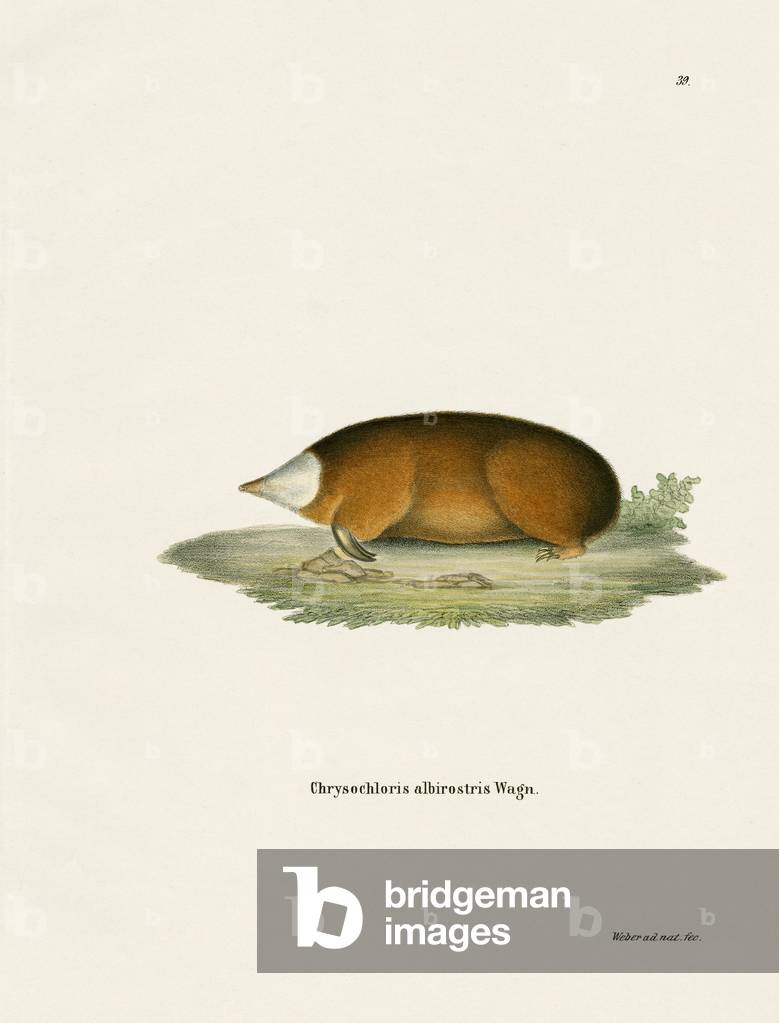 Hottentot Golden Mole (coloured engraving)