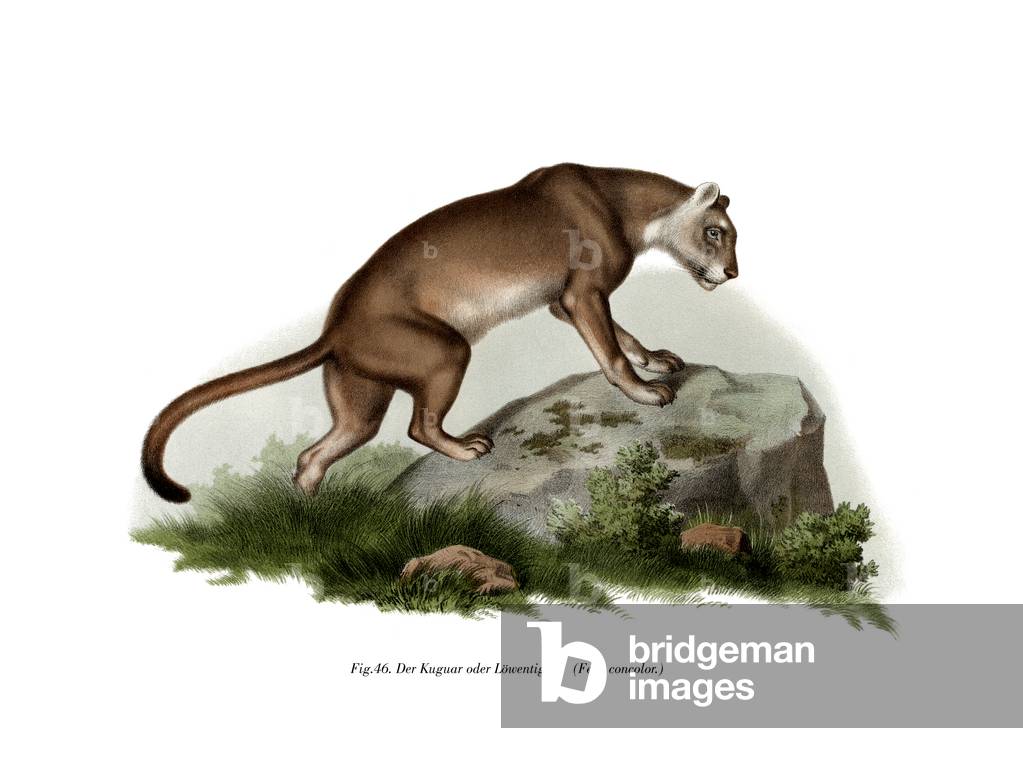 Puma, 1860 (colour litho)