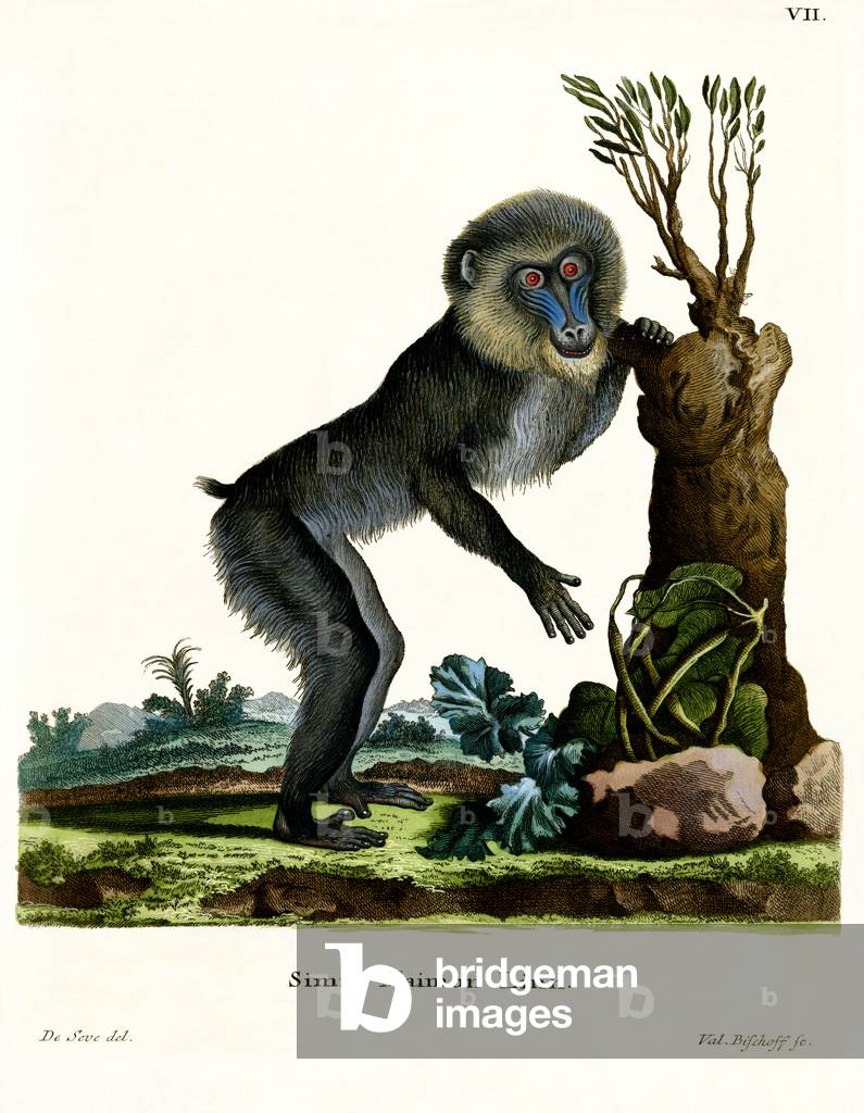 Mandrill (coloured engraving)