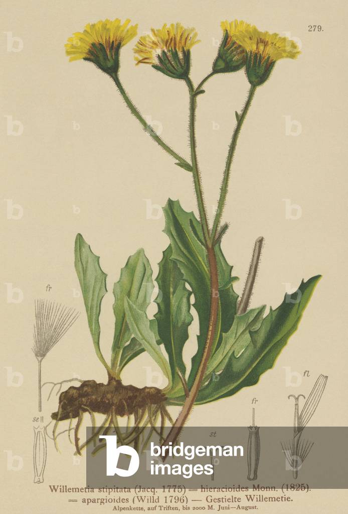 Willemetia (Willemetia stipitata, Willemetia hieracioides, Willemetia apargioides) (colour litho)