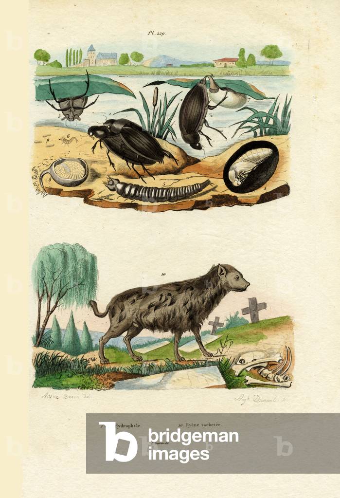 Water Beetles, 1833-39 (coloured engraving)
