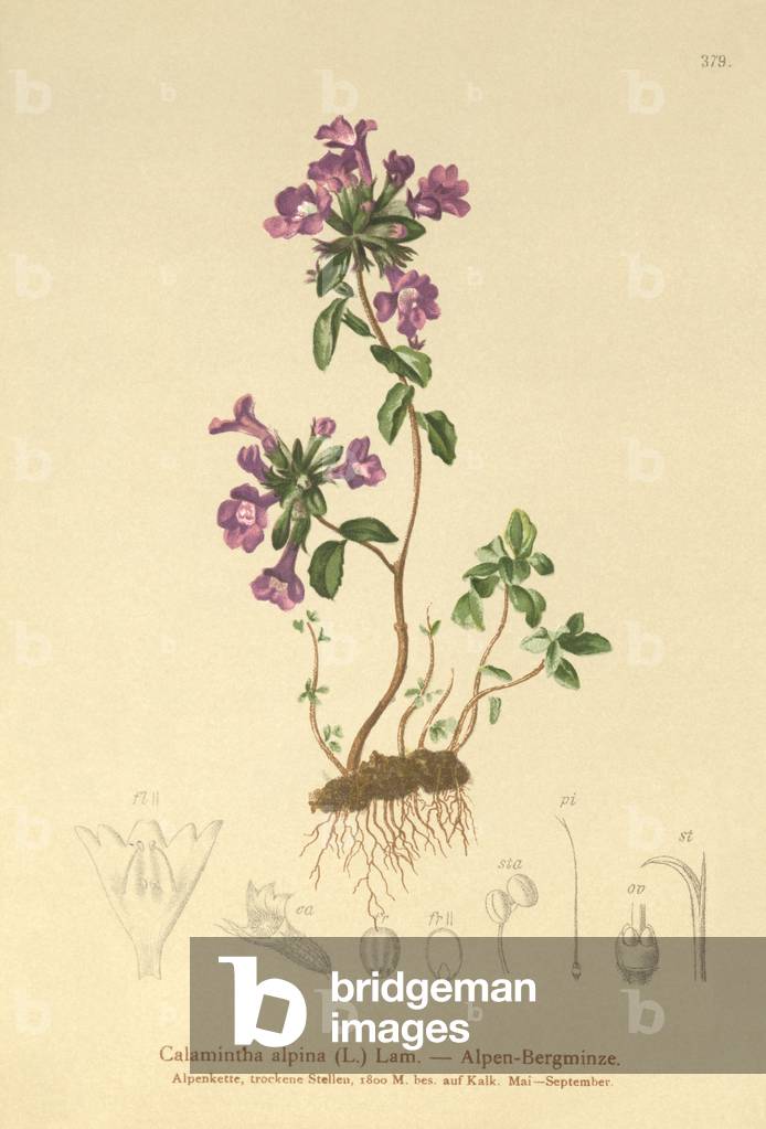 Rock Thyme (Acinos alpinus, Calamintha alpina) (colour litho)