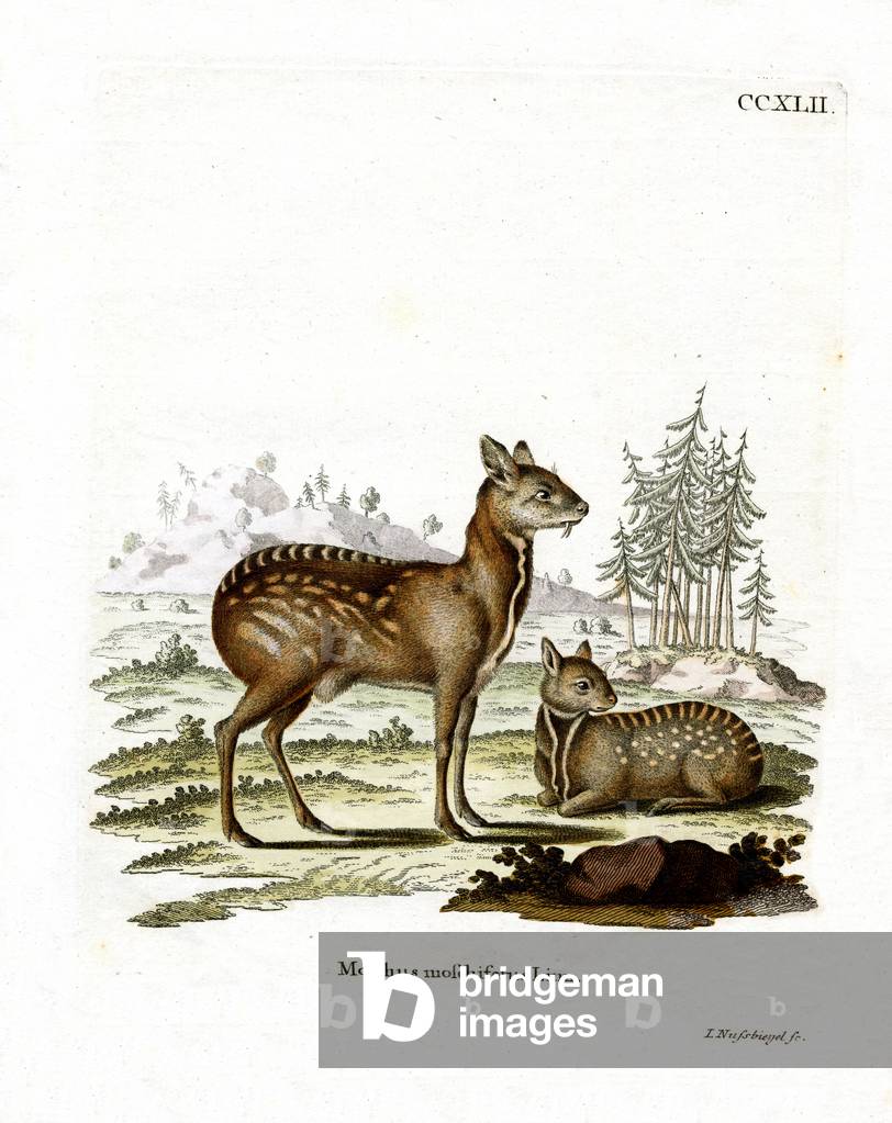 Siberian Musk Deer (coloured engraving)