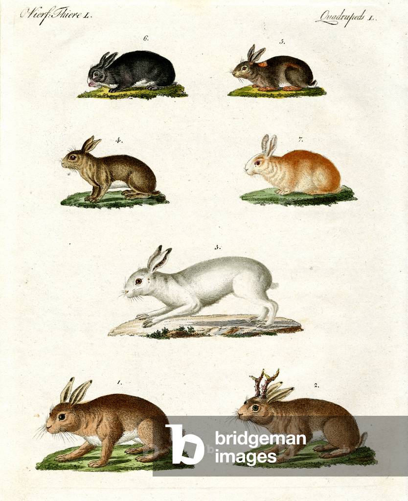 Hares and rabbits (coloured engraving)