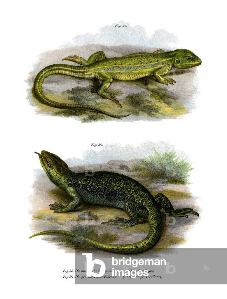 Lizard (colour litho)