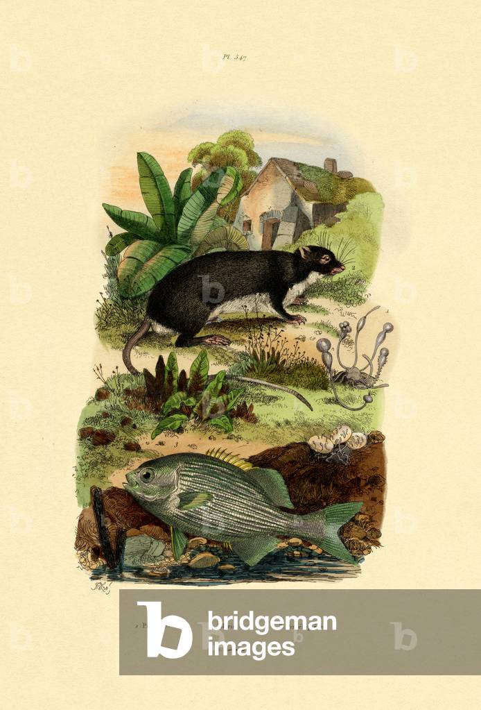 Chub, 1833-39 (coloured engraving)