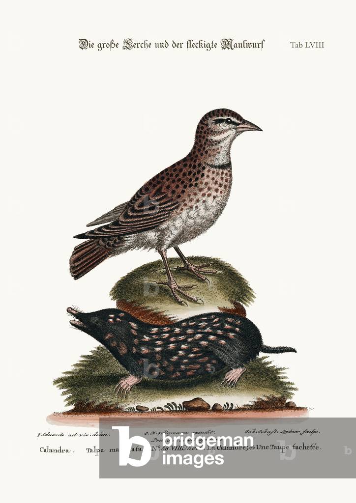 The Calandra, and the Spotted Mole, 1749-73 (coloured engraving)