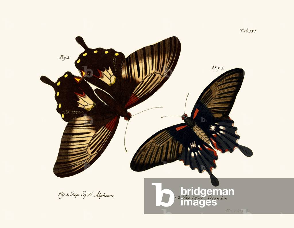 Butterflies, 1783-1806 (coloured engraving)