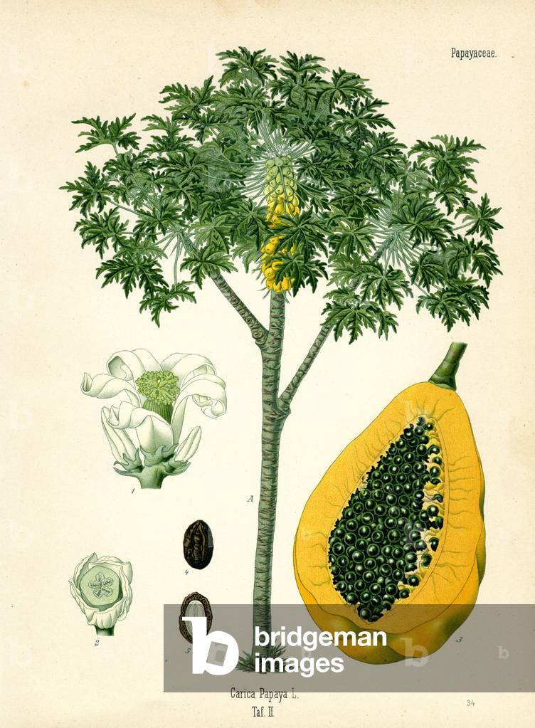 Papaya (colour litho)