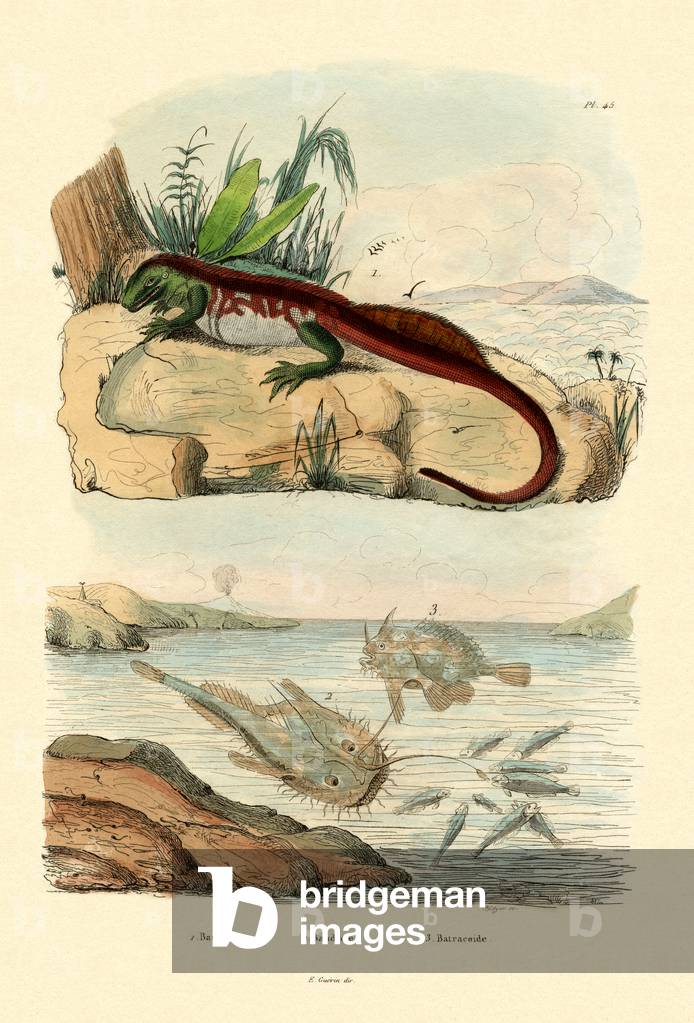 Basilisk, 1833-39 (coloured engraving)