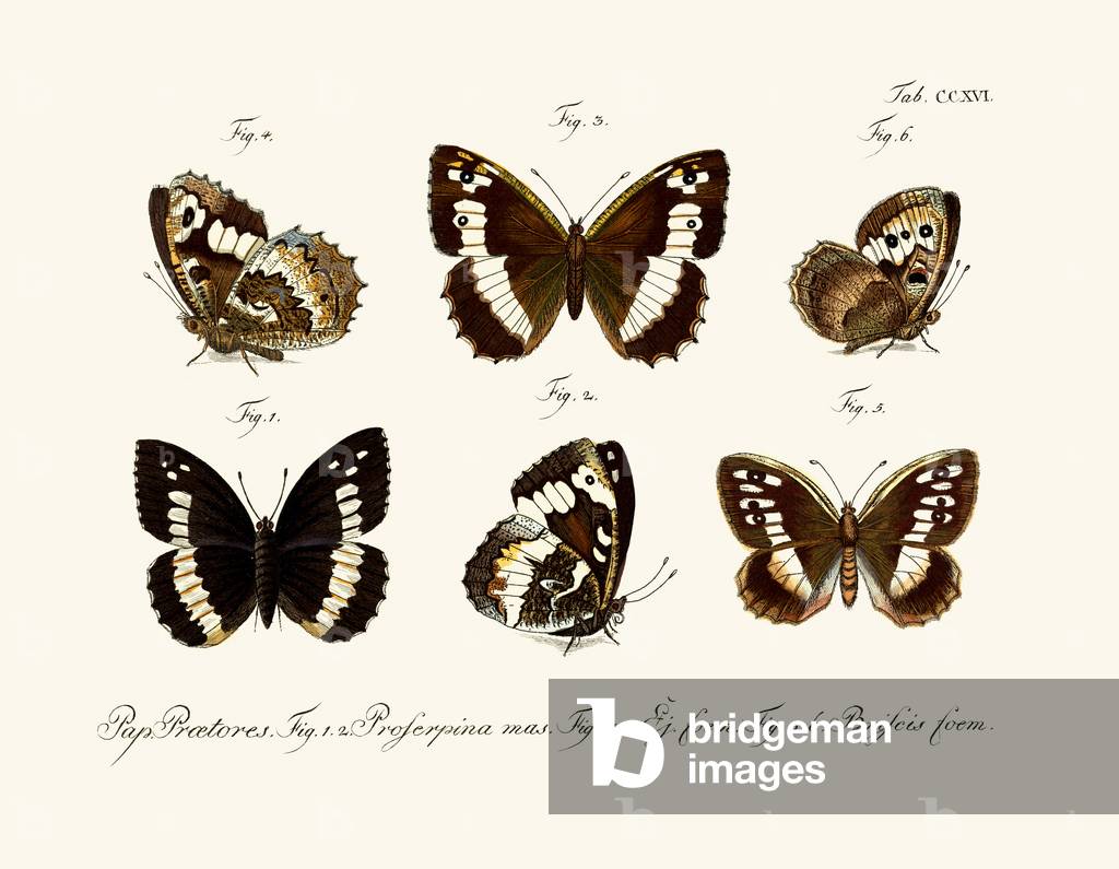 Butterflies, 1783-1806 (coloured engraving)