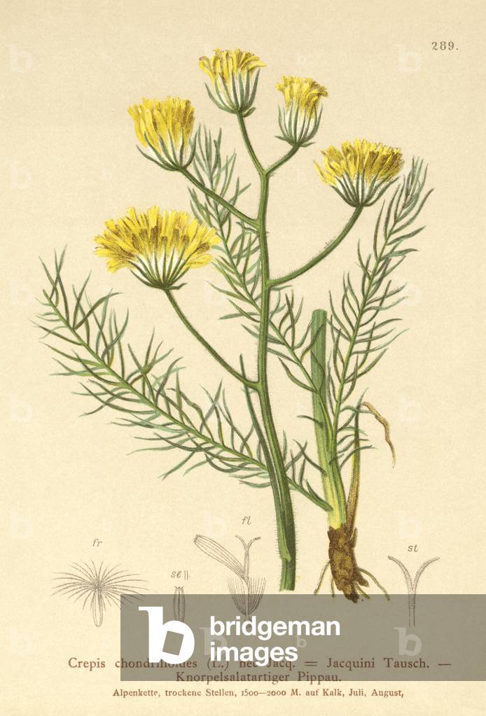 Hawksbeard (Crepis chondrilloides) (colour litho)