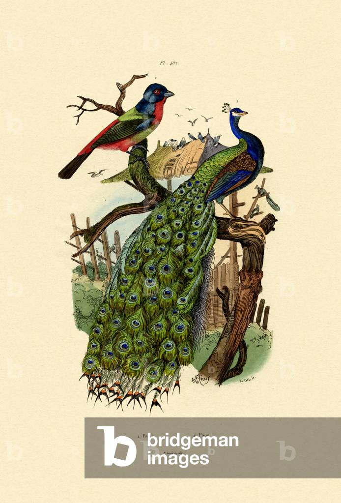 Peacock, 1833-39 (coloured engraving)