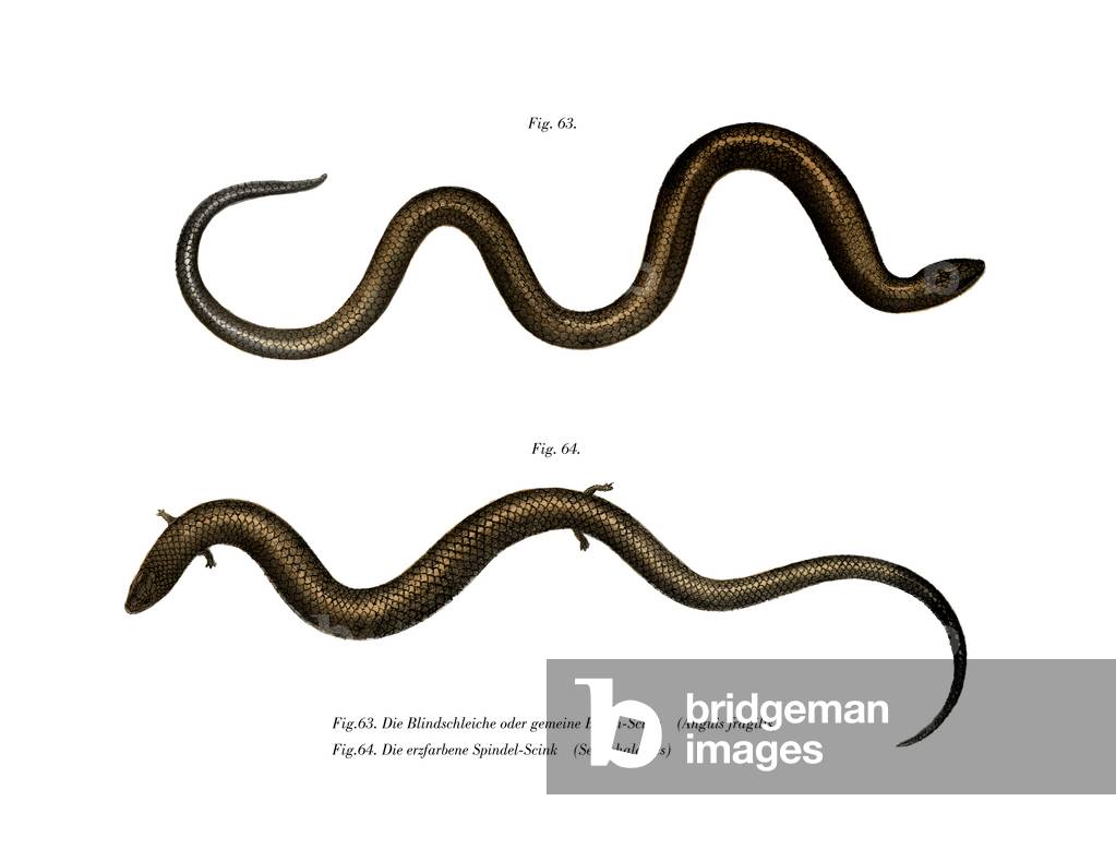 Blindworm (colour litho)