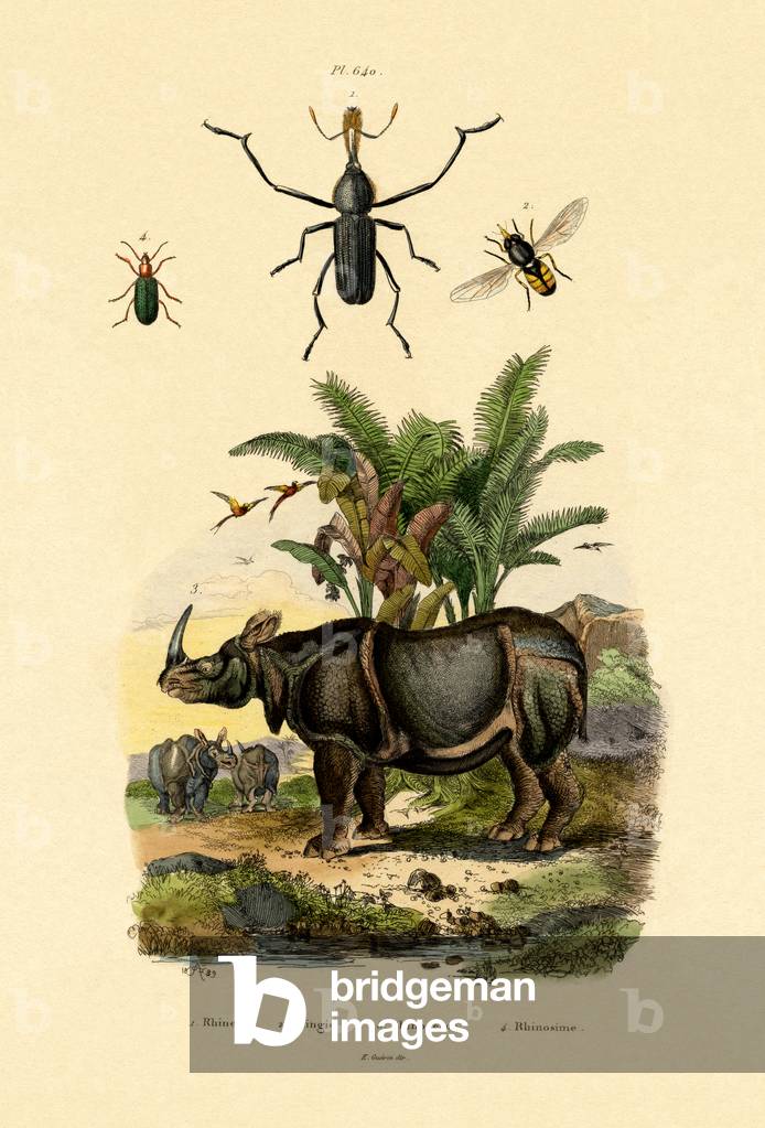 Hoverfly, 1833-39 (coloured engraving)