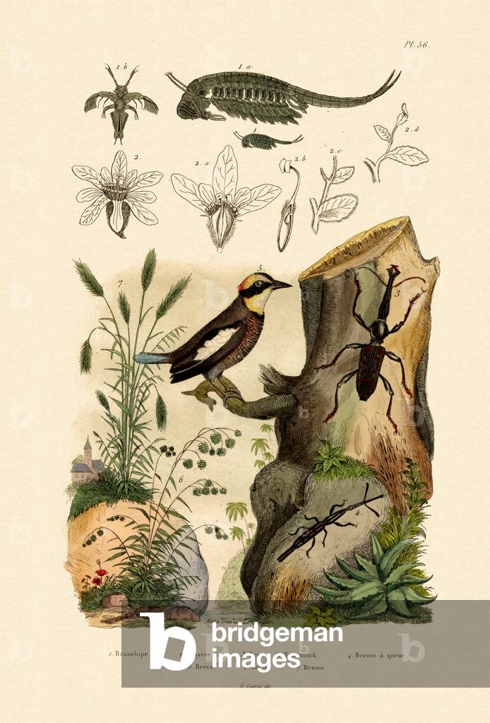 Fairy Shrimp, 1833-39 (coloured engraving)