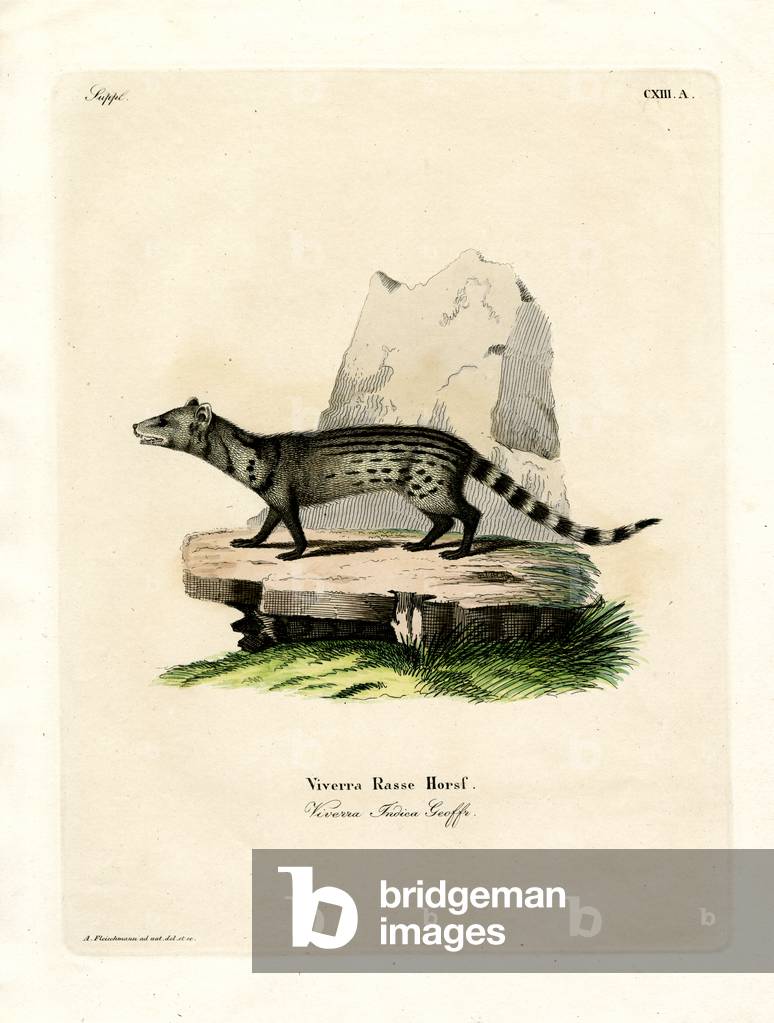 Small Indian Civet (coloured engraving)