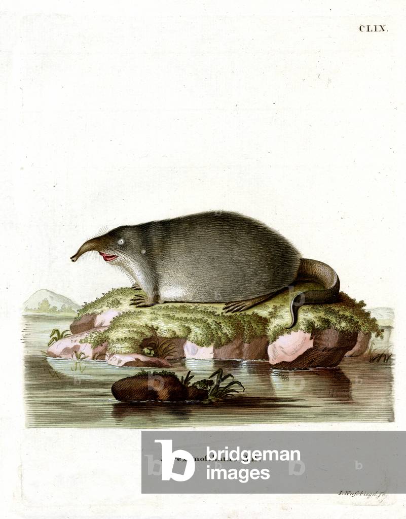 Russian Desman (coloured engraving)