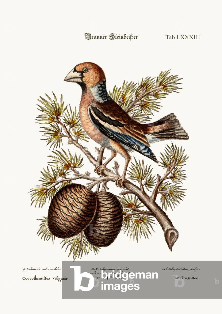 The Gros-Beak or Haw-Finch, 1749-73 (coloured engraving)