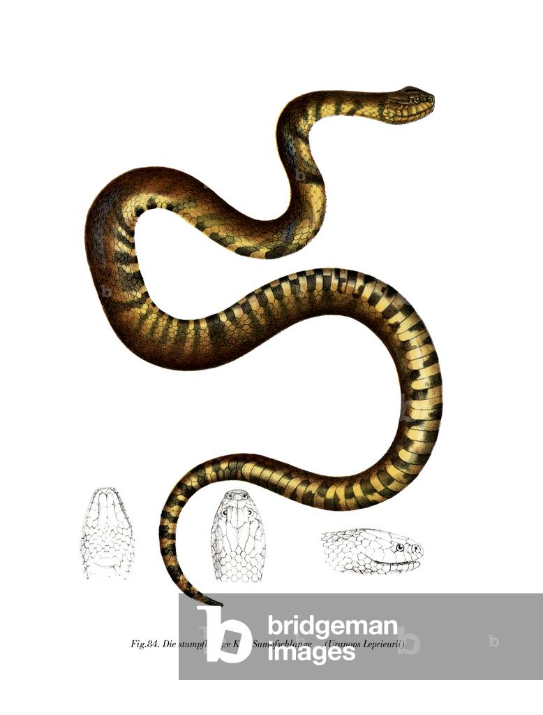 Snake (colour litho)