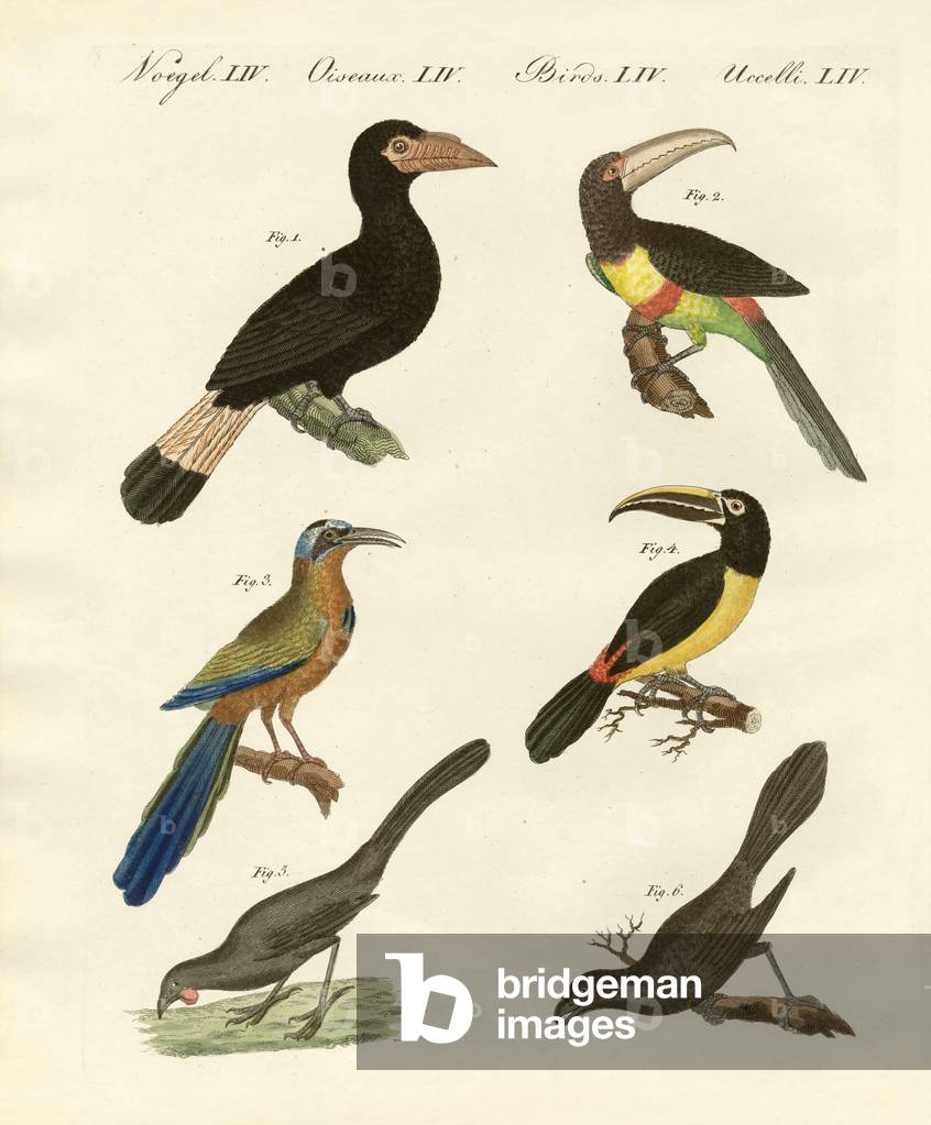 Foreign birds (coloured engraving)