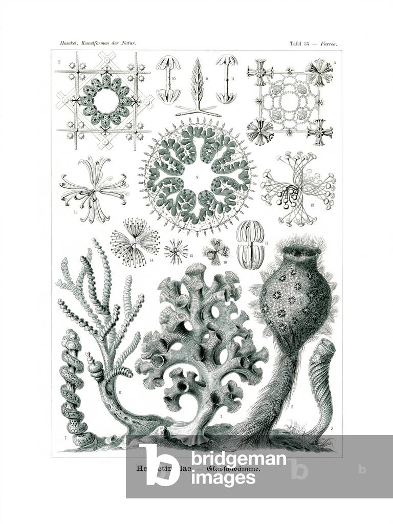 Hexactinellae, 1899-1904 (colour litho)