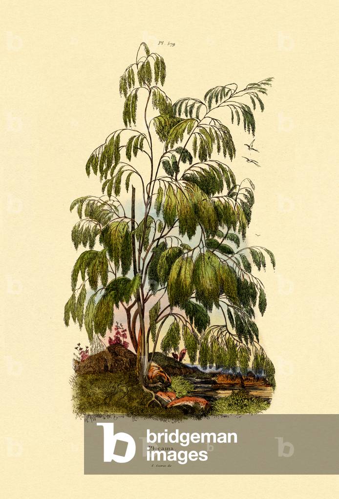 Evergreen Bush, 1833-39 (coloured engraving)