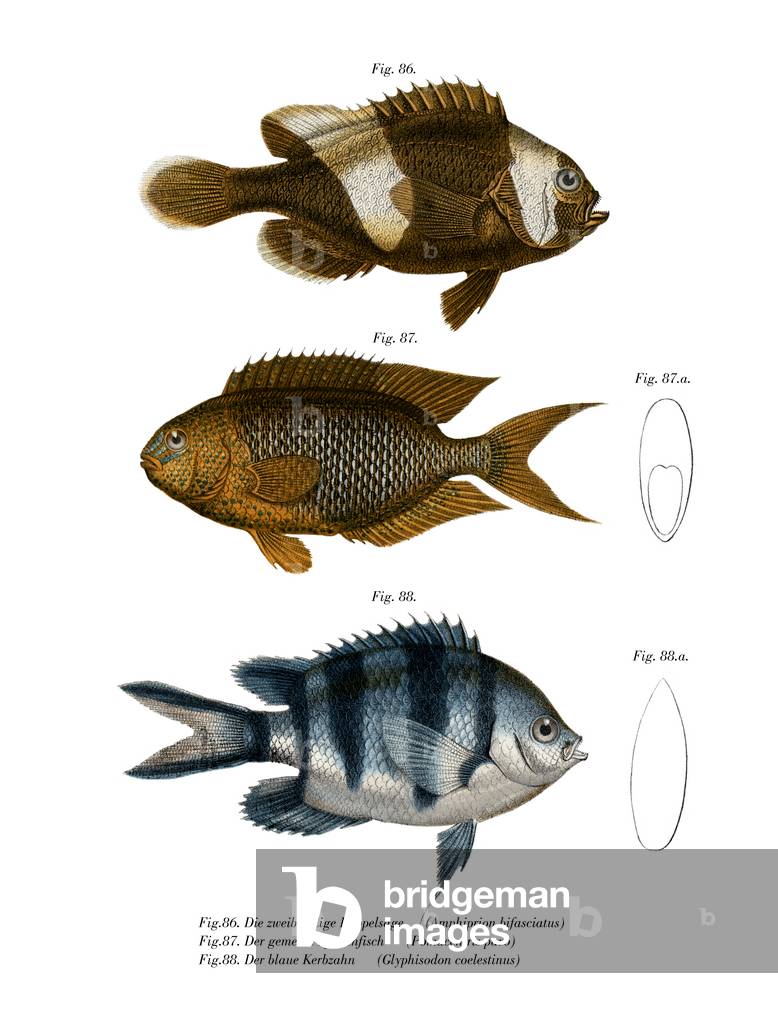 Saddleback Anemonefish (colour litho)