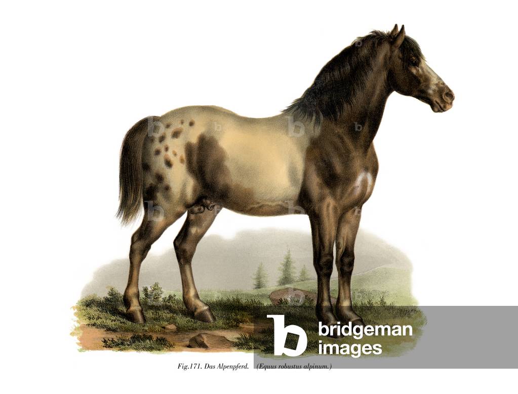 Alpine Horse, 1860 (colour litho)