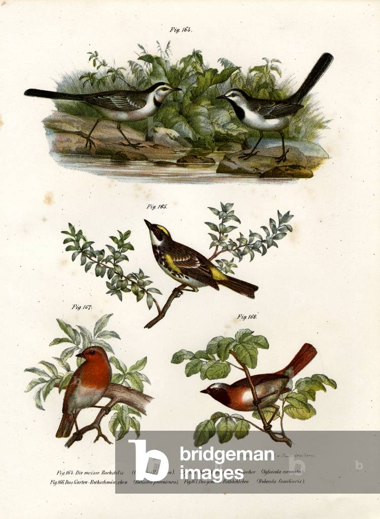 White Wagtail, 1864 (colour litho)