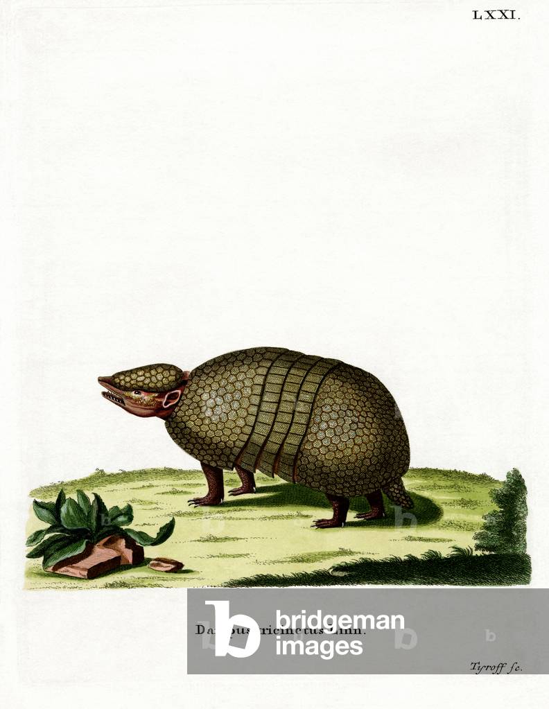 Three-banded Armadillo (coloured engraving)