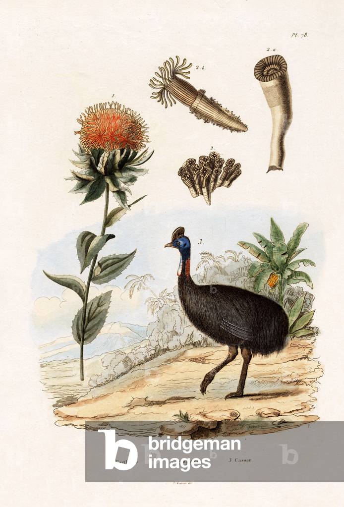 Safflower, 1833-39 (coloured engraving)