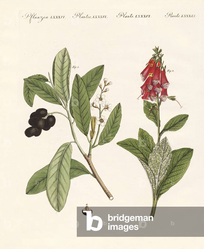 Poisonous plants (coloured engraving)
