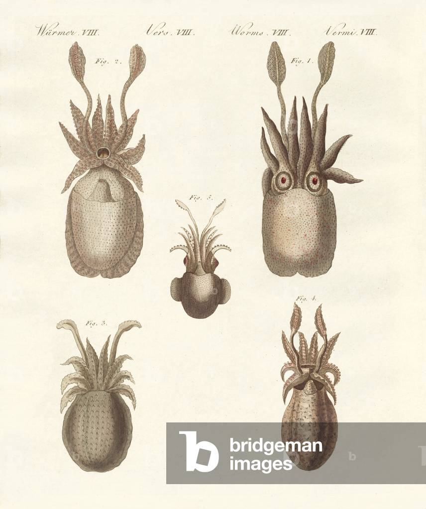 Molluscs or soft worms (coloured engraving)