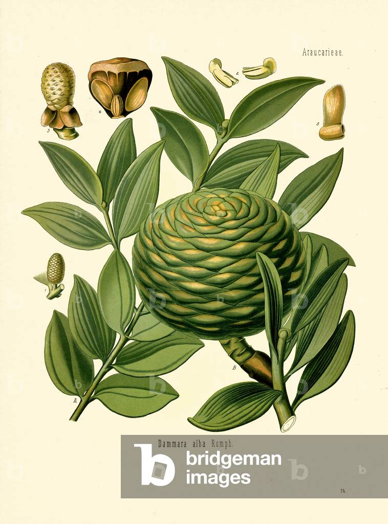 Dammara Tree (colour litho)