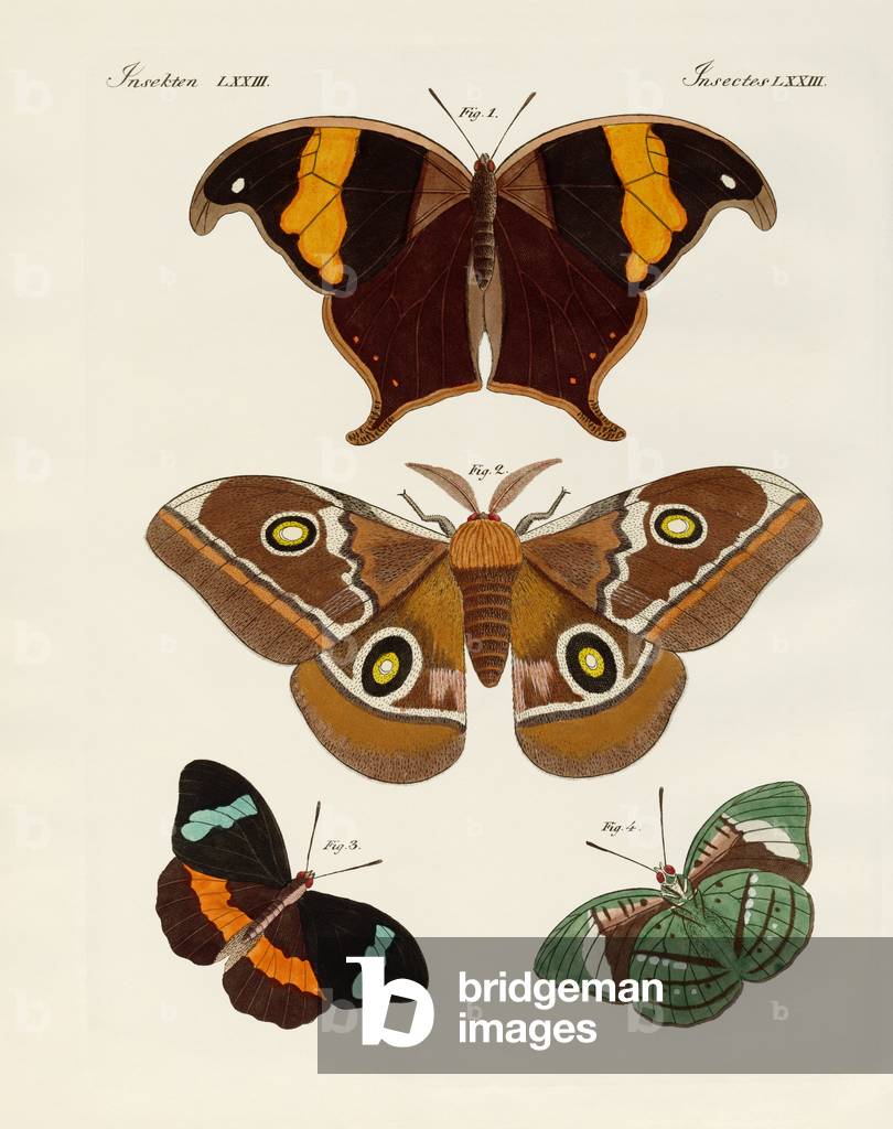 Foreign butterflies (coloured engraving)