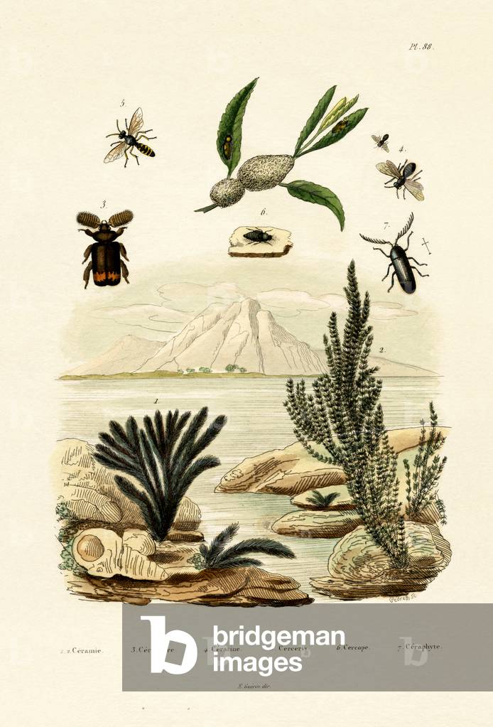 Wasp, 1833-39 (coloured engraving)