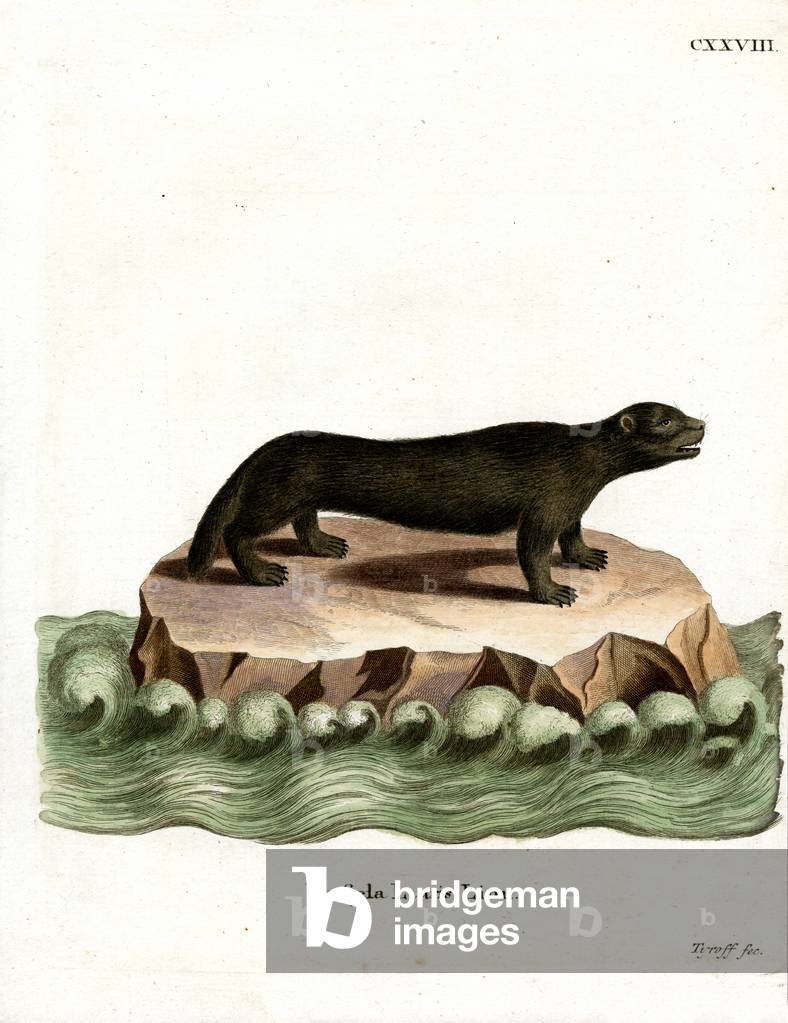 Sea Otter (coloured engraving)
