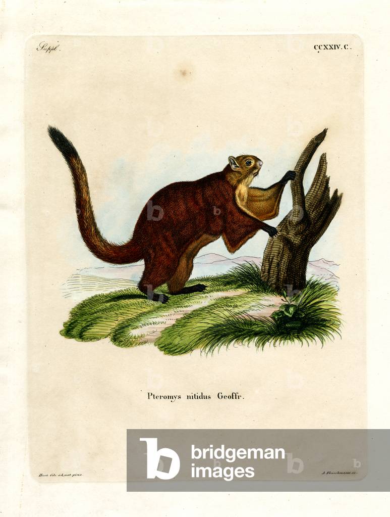 Brilliant Flying Squirrel (coloured engraving)