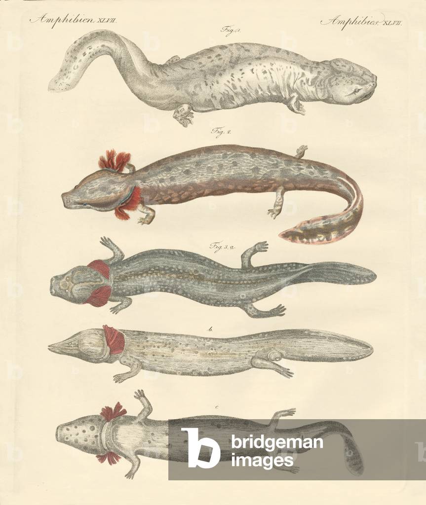 Strange amphibians (coloured engraving)
